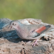Inca Dove